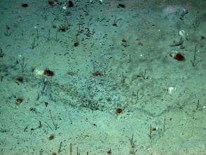 Gasaustritt im Arabischen Meer