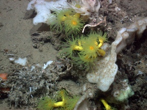 Gelbe Baumkorallen im Mittelmeer