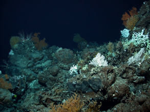 Kaltwasserkorallen im Atlantik