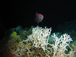 Kaiserbarsch über Kaltwasserkorallen im Atlantik