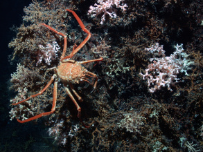 Tiefsee-Krabbe auf riffbildenden Kaltwasserkorallen im Atlantik