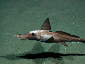 Langnasenchimäre im Arabischen Meer 