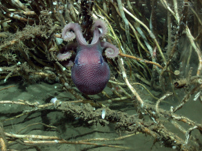 Oktopus im Ostpazifik 