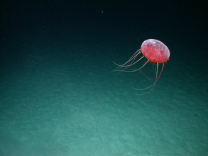 Tiefseemeduse im Südatlantik 