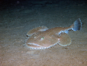 Seeteufel im westlichen Mittelmeer