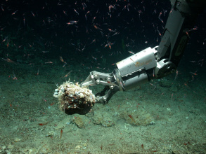 Probennahme am Ozeanboden